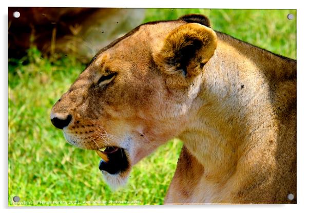Profile of Lioness, Masai Mara, Kenya Acrylic by Hiran Perera