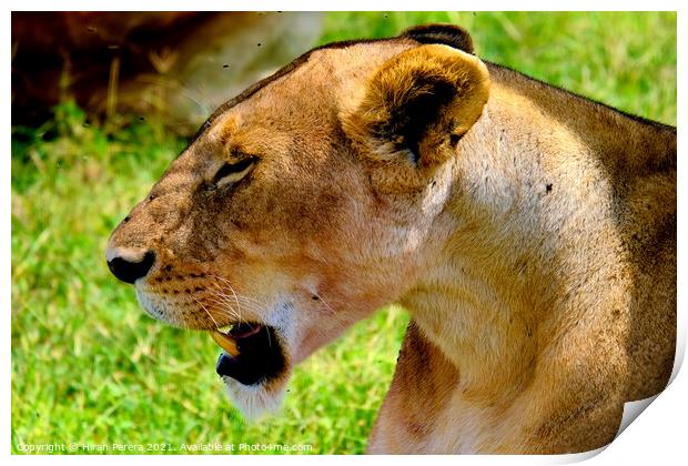 Profile of Lioness, Masai Mara, Kenya Print by Hiran Perera