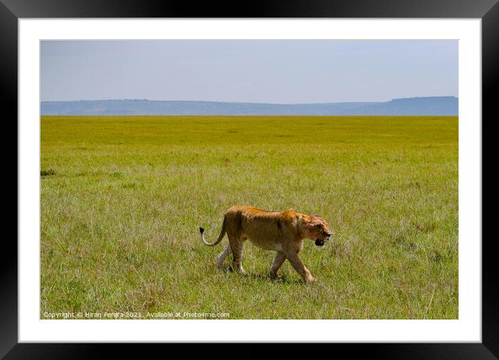 Lion walking in the Masai Mara, Kenya Framed Mounted Print by Hiran Perera