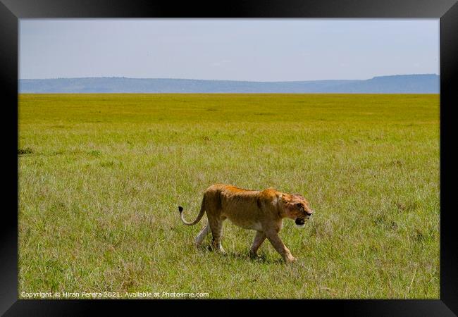 Lion walking in the Masai Mara, Kenya Framed Print by Hiran Perera