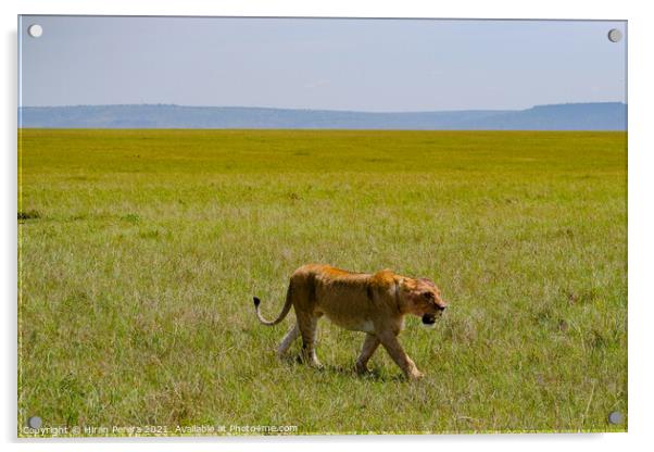 Lion walking in the Masai Mara, Kenya Acrylic by Hiran Perera