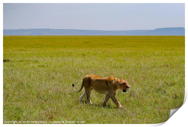 Lion walking in the Masai Mara, Kenya Print by Hiran Perera