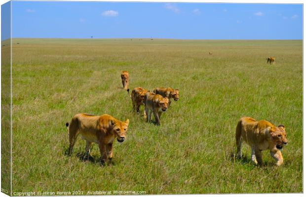 A Pride of Lions Walking in the Masai Mara, Kenya Canvas Print by Hiran Perera