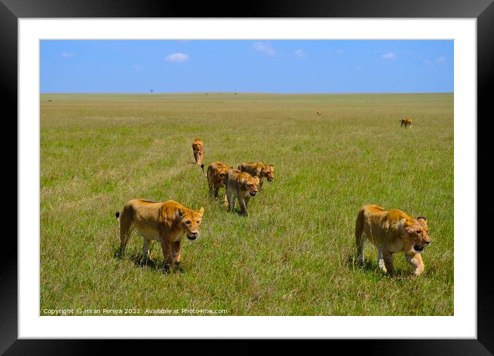 A Pride of Lions Walking in the Masai Mara, Kenya Framed Mounted Print by Hiran Perera