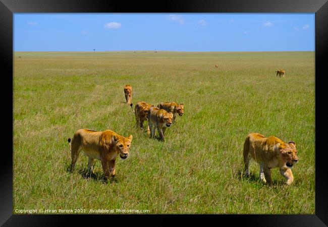 A Pride of Lions Walking in the Masai Mara, Kenya Framed Print by Hiran Perera