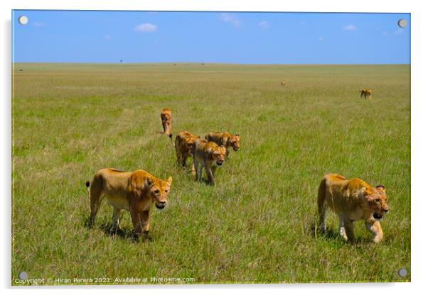 A Pride of Lions Walking in the Masai Mara, Kenya Acrylic by Hiran Perera