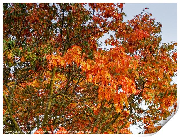 Autumn Oak Leaves Print by Angela Cottingham