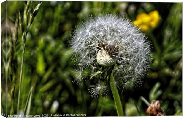 Dandelion in the wind Canvas Print by Tony Lewis