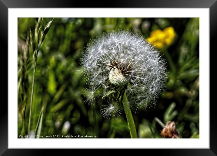 Dandelion in the wind Framed Mounted Print by Tony Lewis
