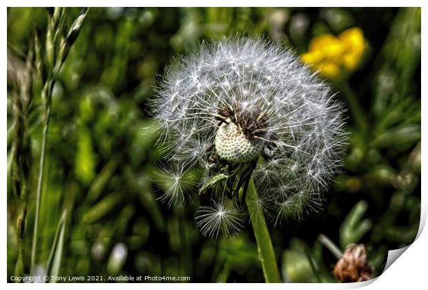 Dandelion in the wind Print by Tony Lewis
