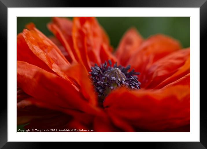 Poppy Framed Mounted Print by Tony Lewis