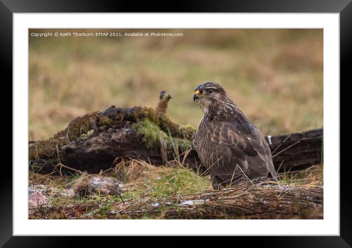 Buzzard down for Scraps Framed Mounted Print by Keith Thorburn EFIAP/b
