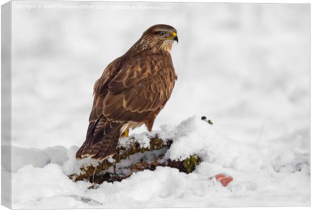 Buteo buteo Canvas Print by Keith Thorburn EFIAP/b