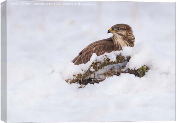 Common Buzzard Canvas Print by Keith Thorburn EFIAP/b