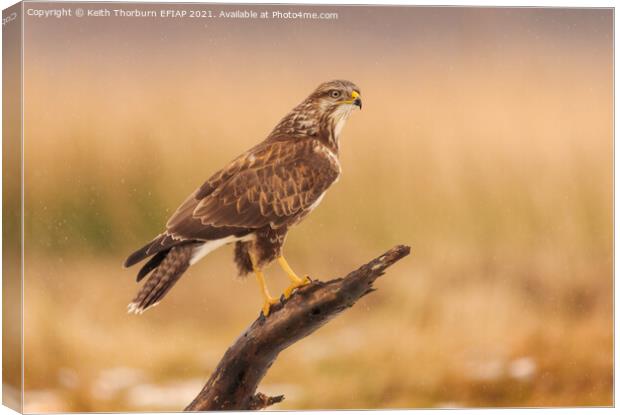 Buzzard Perched on Stick Canvas Print by Keith Thorburn EFIAP/b
