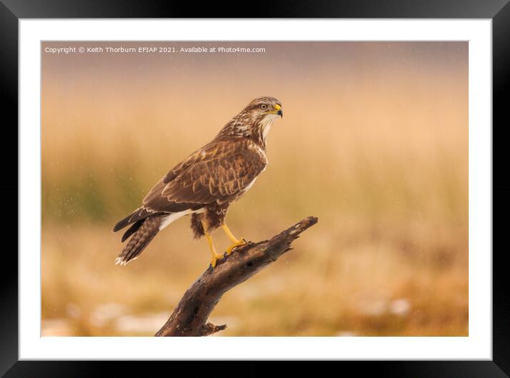 Buzzard Perched on Stick Framed Mounted Print by Keith Thorburn EFIAP/b