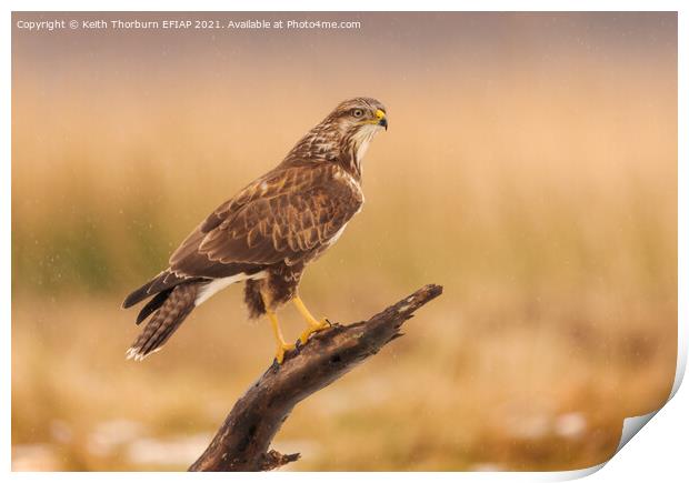 Buzzard Perched on Stick Print by Keith Thorburn EFIAP/b