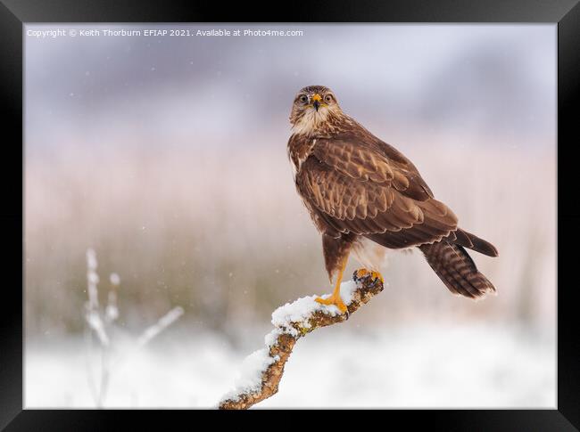 Common Buzzard Framed Print by Keith Thorburn EFIAP/b