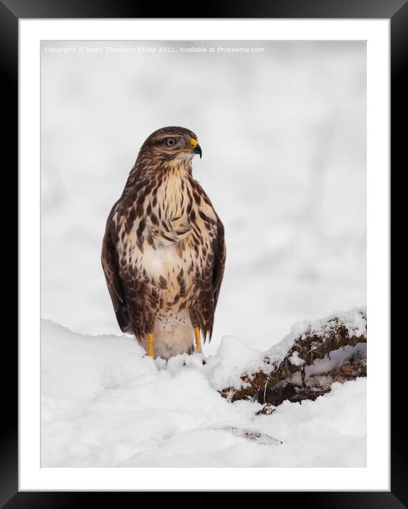 Common Buzzard Framed Mounted Print by Keith Thorburn EFIAP/b