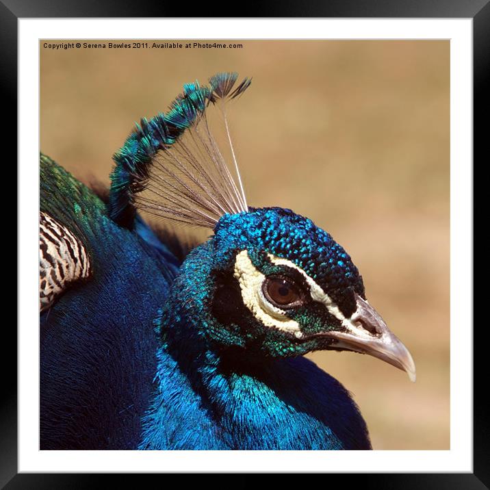 Indian Peacock Headshot Framed Mounted Print by Serena Bowles