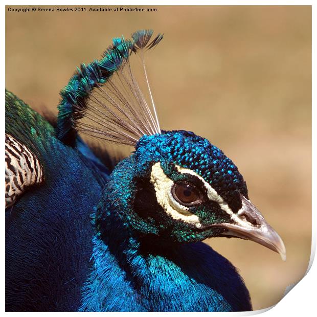 Indian Peacock Headshot Print by Serena Bowles