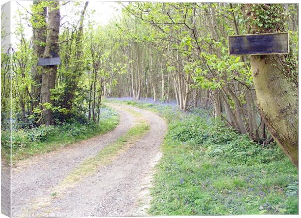 The path into the Bluebell Wood,  Canvas Print by Sheila Eames