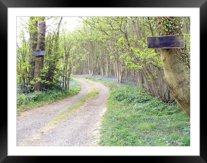 The path into the Bluebell Wood,  Framed Mounted Print by Sheila Eames