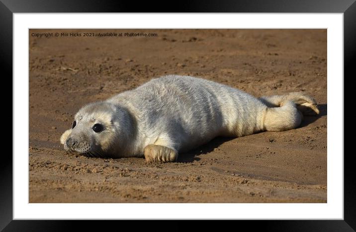 Grey Seal Pup  Framed Mounted Print by Moi Hicks