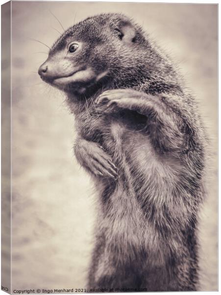 Mr. Fred the dwarf mongoose Canvas Print by Ingo Menhard