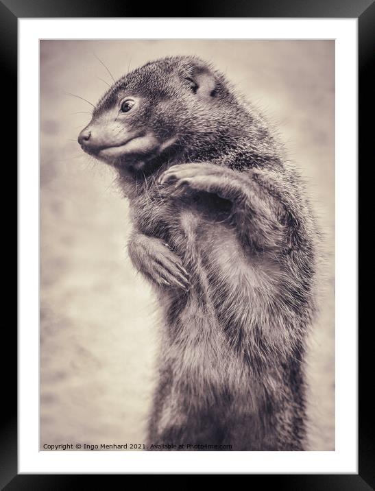 Mr. Fred the dwarf mongoose Framed Mounted Print by Ingo Menhard