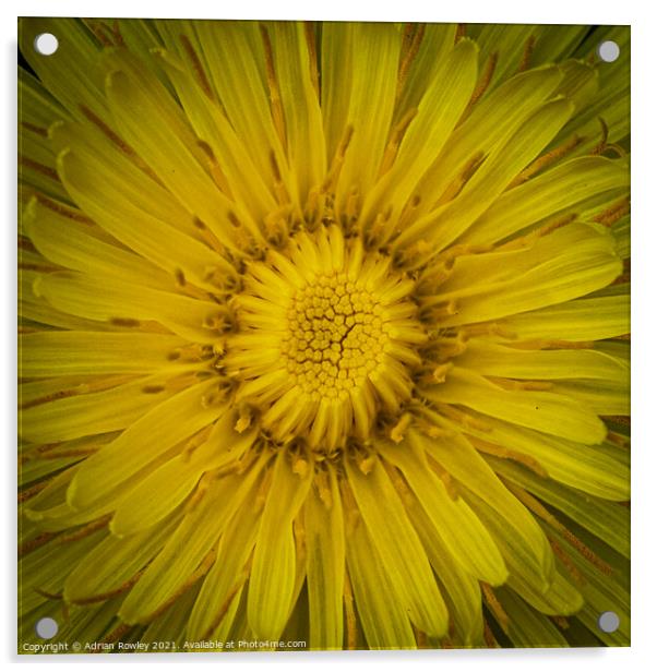 Dandelion flower Acrylic by Adrian Rowley