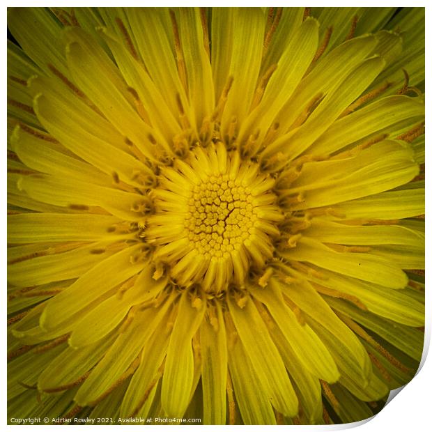 Dandelion flower Print by Adrian Rowley