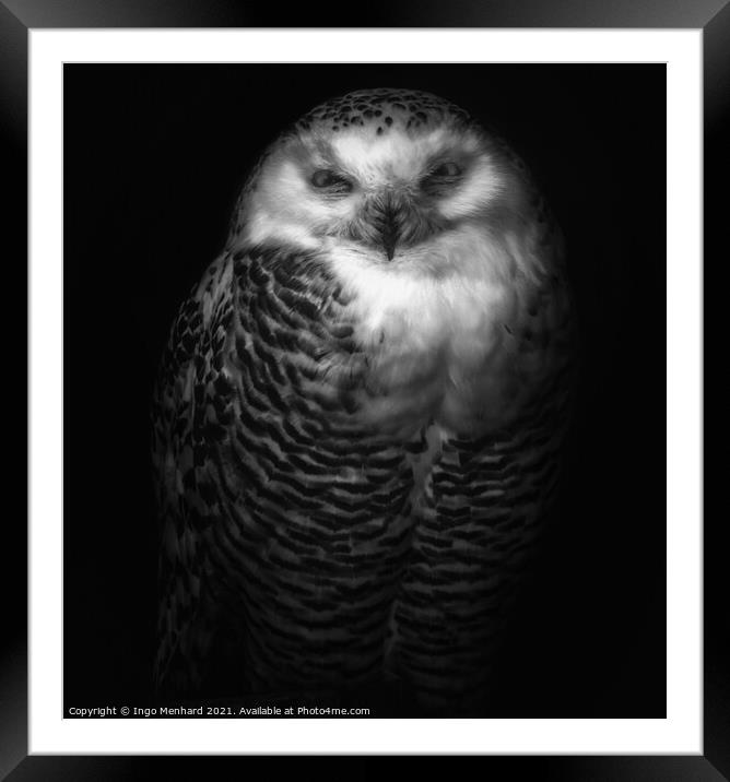 Silvy the owl Framed Mounted Print by Ingo Menhard