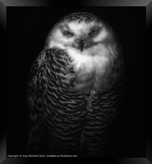 Silvy the owl Framed Print by Ingo Menhard