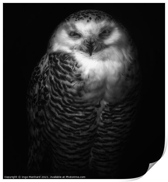 Silvy the owl Print by Ingo Menhard