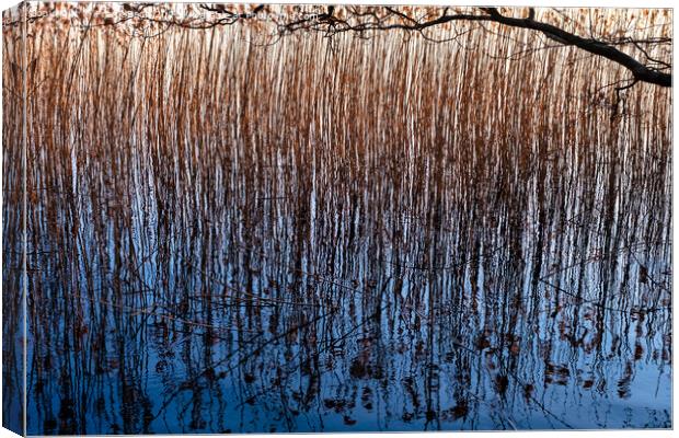Reed at a lakesite near Viborg in Denmark Canvas Print by Frank Bach