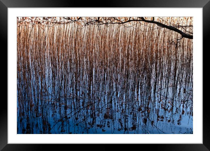 Reed at a lakesite near Viborg in Denmark Framed Mounted Print by Frank Bach