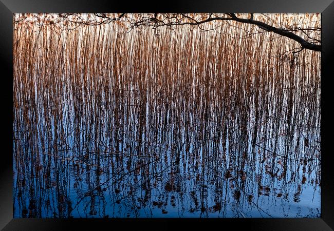 Reed at a lakesite near Viborg in Denmark Framed Print by Frank Bach