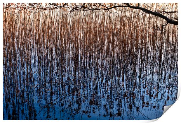 Reed at a lakesite near Viborg in Denmark Print by Frank Bach