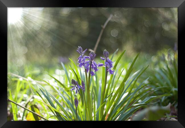 spring bluebells with sunburst Framed Print by Ollie Hully