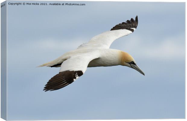 Gannet souring Canvas Print by Moi Hicks