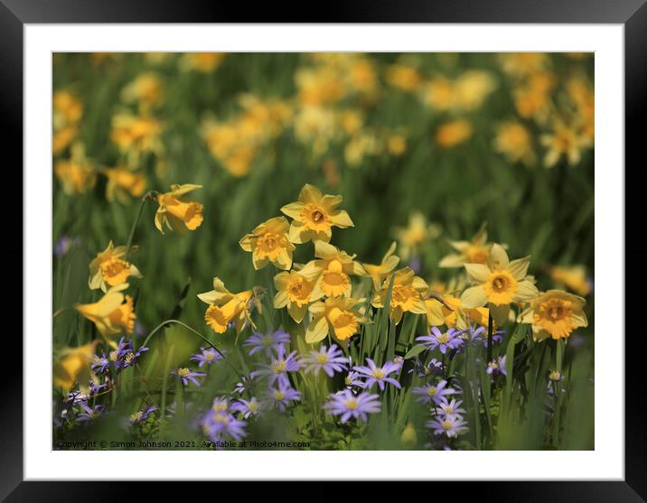 Spring Flowers Framed Mounted Print by Simon Johnson