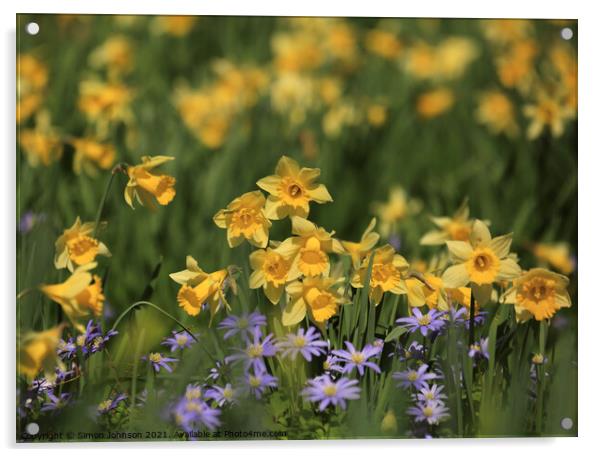 Spring Flowers Acrylic by Simon Johnson