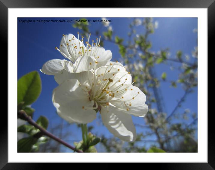 Cherry blossoms, Framed Mounted Print by Ali asghar Mazinanian