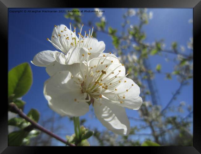 Cherry blossoms, Framed Print by Ali asghar Mazinanian