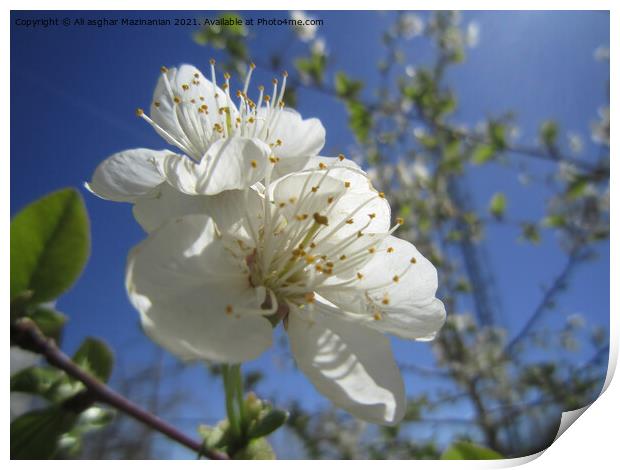 Cherry blossoms, Print by Ali asghar Mazinanian