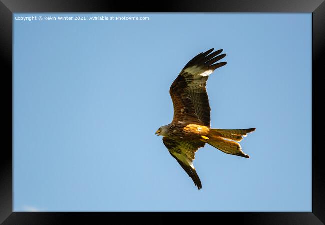 Red Kite in flight Framed Print by Kevin Winter