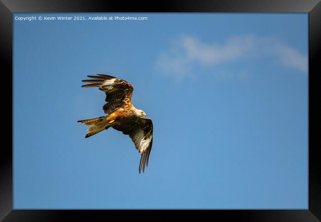 Red Kite in flight Framed Print by Kevin Winter