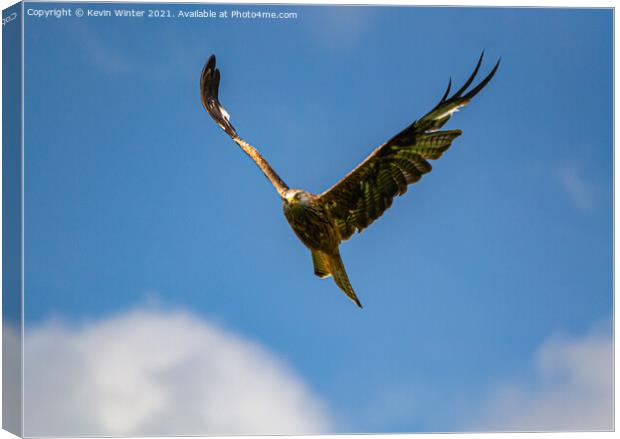 Red Kite in flight Canvas Print by Kevin Winter
