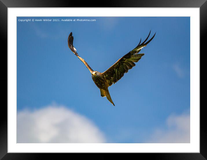 Red Kite in flight Framed Mounted Print by Kevin Winter